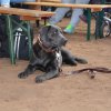 hundeausstellung 17.09.2017 in holten   niederlande  41